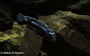 Pseudotropheus cyaneorhabdos